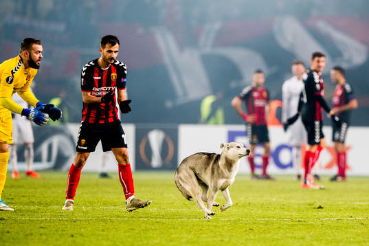 A street dog is being chased off the pitch