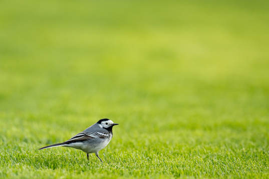 A bird