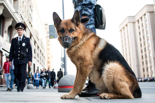 Police dog