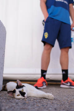 A cat lies in front of Emil Forsberg of the Swedish