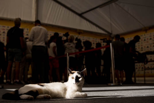 A cat is lying