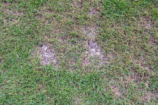 Details of the gras from the pitch at Pancho Arena