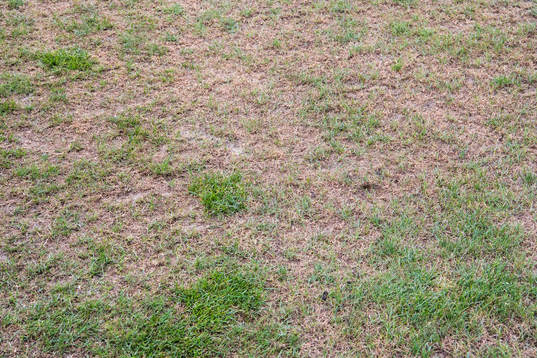 Detail shot of the grass at the pitch at Pancho Arena