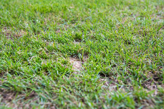Details of the gras from the pitch at Pancho Arena