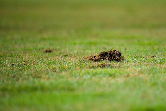 Detail shot of the pitch