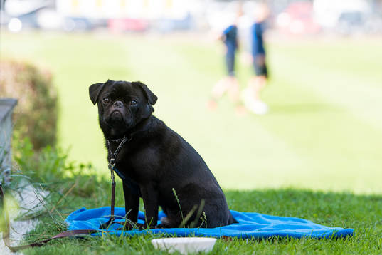 Hunden Olof som tillhör Örgrytes Karl-Johan Lindblad