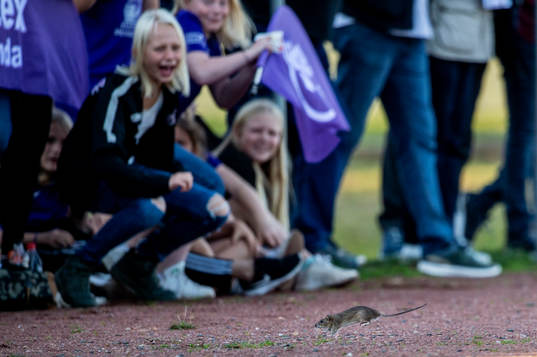 En råtta flyr planen