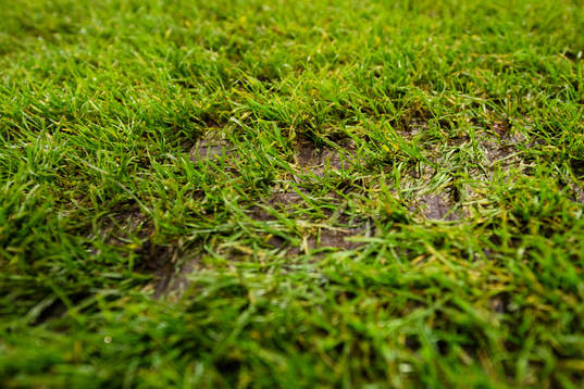 Quality of the grass prior to the Europa League group stage
