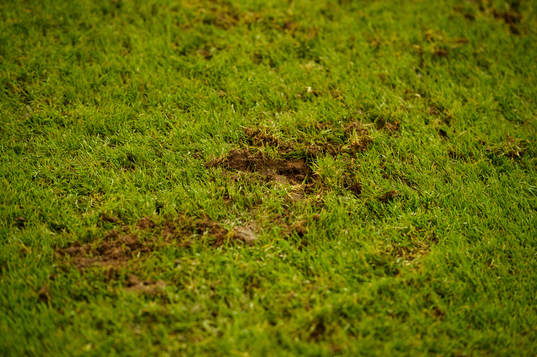 Marks in the grass