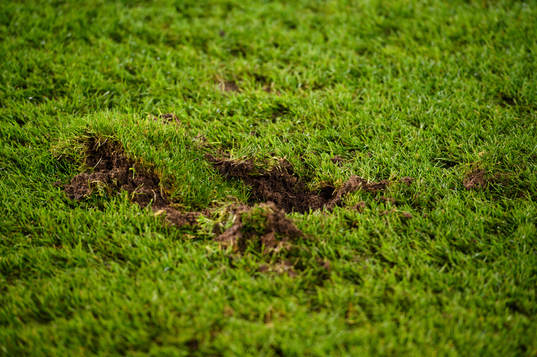 Marks in the grass