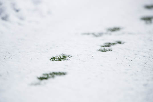 Fotsteg i snön på en konstgräsplan