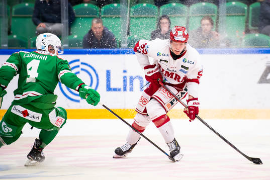 Timrås Vilmos Gallo
