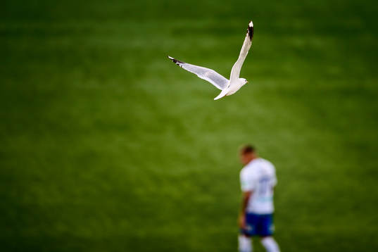 En fiskmås flyger lågt samtidigt som IFK Norrköpings