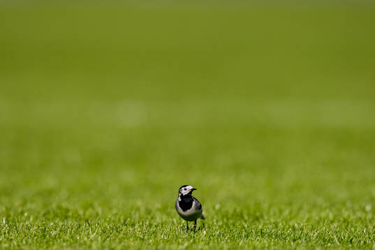 A bird