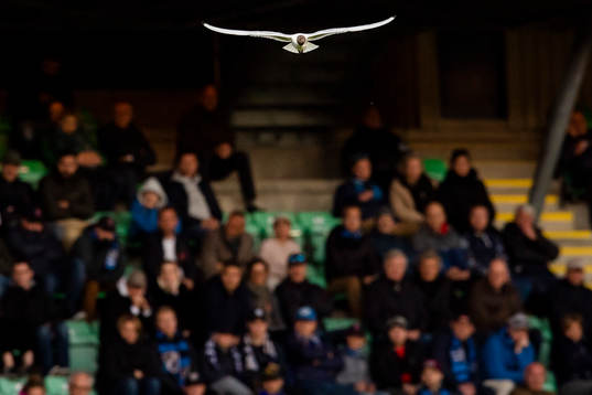 A seagull are flying over the pitch