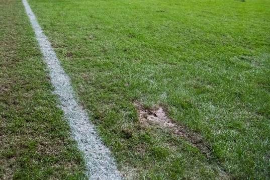 Gräset på Friends Arena