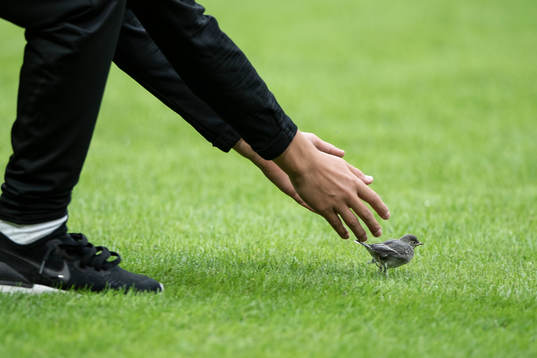 A small bird