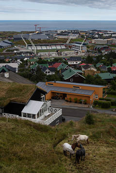 Horses at distance from Tórsvøllur Stadium where players