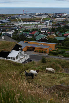 Horses at distance from Tórsvøllur Stadium where players