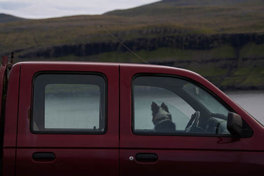A dog inside a truck