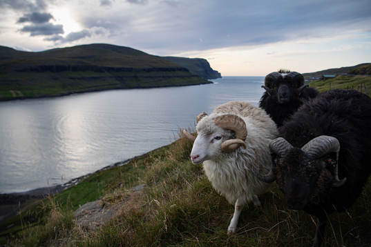 Sheep wander