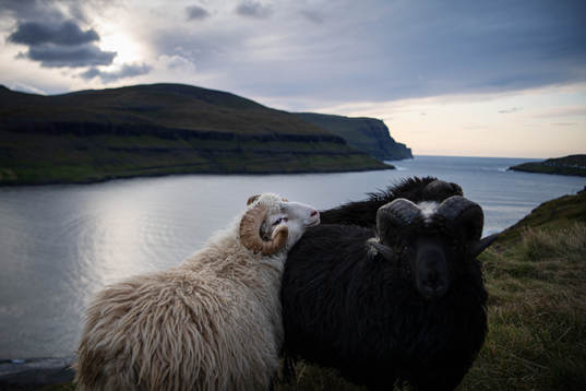 Sheep wander
