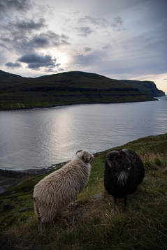 Sheep wander