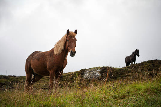 Horses next to Tórsvøllur Stadium