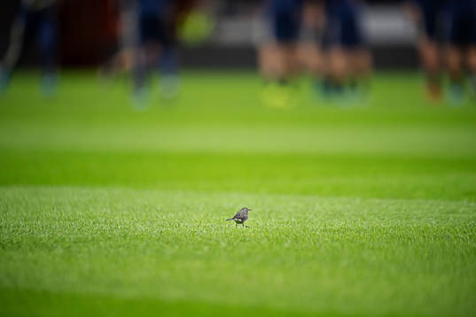A bird is walking