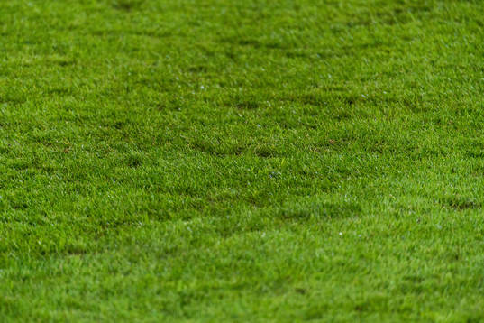 The grass