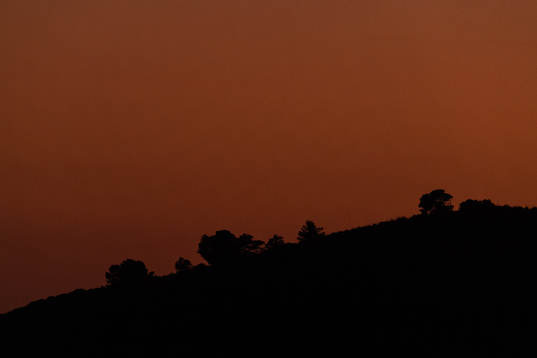 Silhouette of trees in sunset