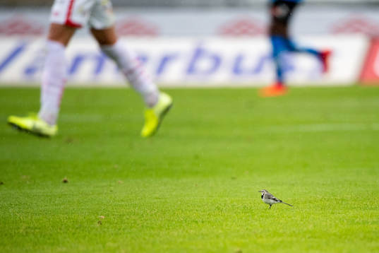 En fågel på plan