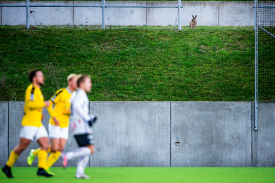När det råder publikstopp på arenorna så passade en