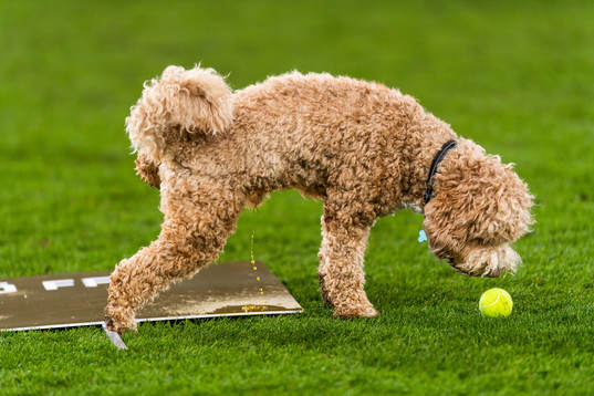Malmö FFs Behrang Safaris hund Dante kissar när hans