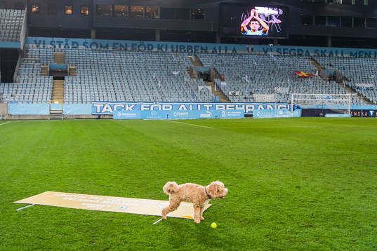 Malmö FFs Behrang Safaris hund Dante kissar på en skylt