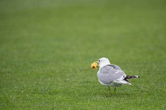 A seagull