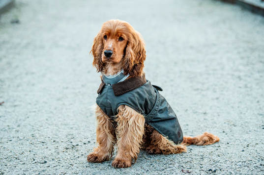 Ishockeyspelaren Carl Perssons hund Hebbe