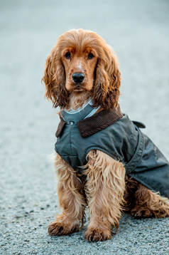 Ishockeyspelaren Carl Perssons hund Hebbe