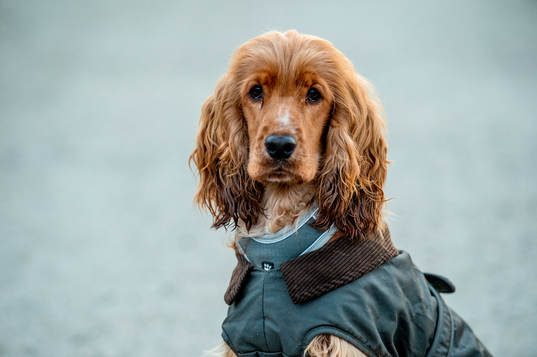 Ishockeyspelaren Carl Perssons hund Hebbe