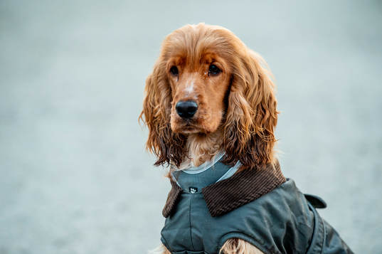 Ishockeyspelaren Carl Perssons hund Hebbe