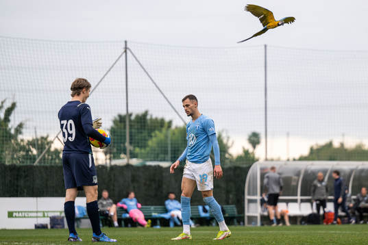 A parrot flies over Veljko Birmancevic of Malmö FF