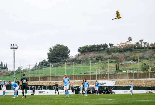 A parrot flies over the pitch