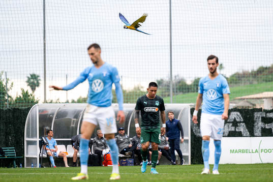 A parrot flies over the pitch