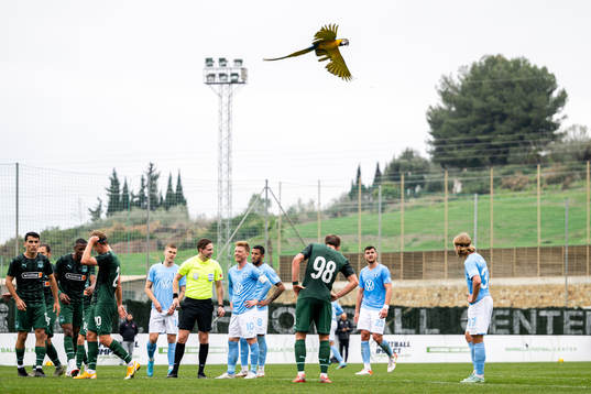 A parrot flies over the pitch