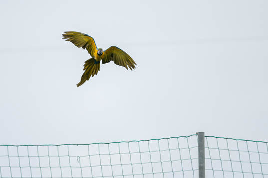 A parrot flies over the pitch