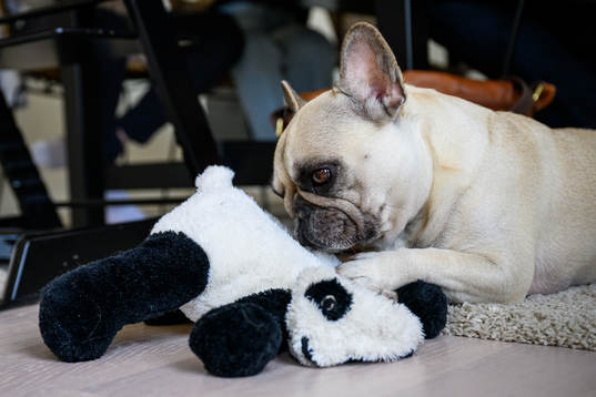 Franska bulldoggen Ester
