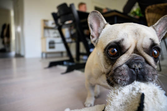 Franska bulldoggen Ester