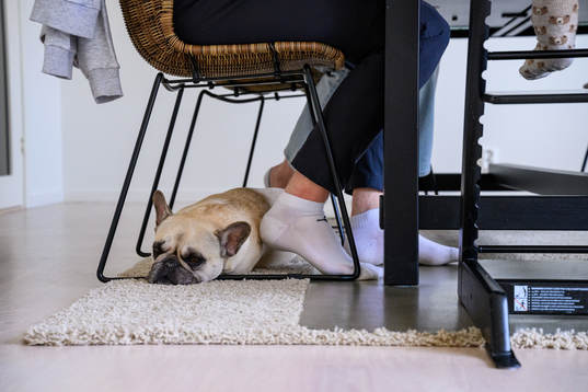 Franska bulldoggen Ester