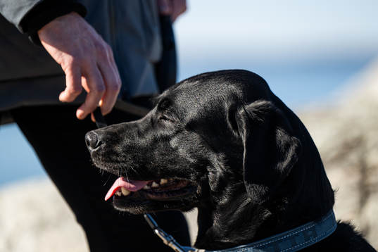 Hunden Nelson som tillhör Frölundas tränare Roger