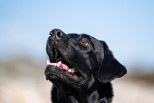 Hunden Nelson som tillhör Frölundas tränare Roger